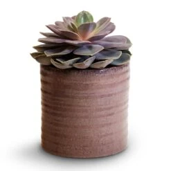 Hera Plant Pot - Purple -Indoor Plant Store Echeveria Perle Von Nurnberg 10.5x14cm Hera Plant Pot Purple 13x14cm
