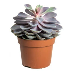Echeveria Purple Pearl -Indoor Plant Store Echeveria Purple Pearl 12cm