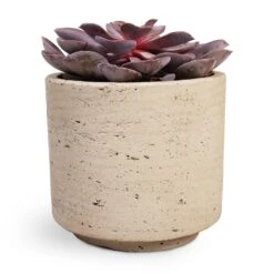 Echeveria Purple Pearl -Indoor Plant Store Echeveria Purple Pearl 12x15cm 12x25cm Novi Plant Pot Grey Washed 15x13.5cm a32d3654 6b7e 4729 ae4b e242aedc57ee