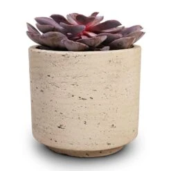 Novi Plant Pot - Grey Washed 16 Novi Plant Pot - Grey Washed -Indoor Plant Store Echeveria Purple Pearl 12x15cm 12x25cm Novi Plant Pot Grey Washed 15x13.5cm c8f4919e 53a6 4425 a2d3 8276c7cc57ad