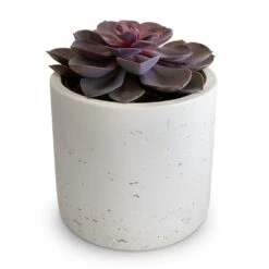 Echeveria Purple Pearl -Indoor Plant Store Echeveria Purple Pearl 12x15cm Charlie Plant Pot White Washed 15x15cm 2
