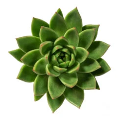 Echeveria Agavoides Miranda -Indoor Plant Store Echeveria agavoides Miranda 10.5cm Above
