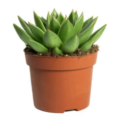 Echeveria Agavoides Miranda -Indoor Plant Store Echeveria agavoides Miranda 12cm