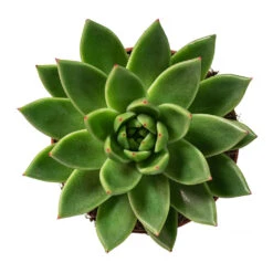 Echeveria Agavoides Miranda -Indoor Plant Store Echeveria agavoides Miranda 12cm Above