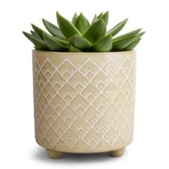 Echeveria Agavoides Miranda -Indoor Plant Store Echeveria agavoides Miranda 12x15cm Bilbao Plant Pot Pale Jade 14x14cm 9b5a79bd 084a 40bb b775 ef422af6e582