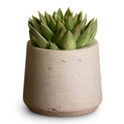 Echeveria Agavoides Miranda -Indoor Plant Store Echeveria agavoides Miranda 12x15cm Patt Plant Pot Grey Washed 17x14cm