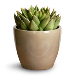 Echeveria Agavoides Miranda -Indoor Plant Store Echeveria agavoides Miranda 12x15cm Sven Plant Pot Mint 16x13cm