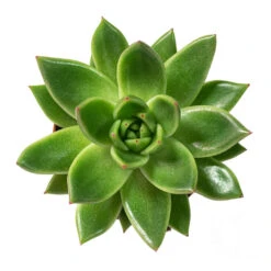 Echeveria Agavoides Miranda -Indoor Plant Store Echeveria agavoides Miranda 8.5cm Above