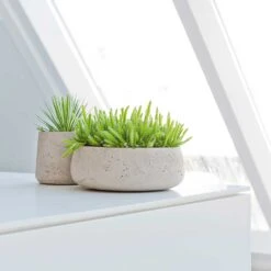 Eileen Plant Bowl - Grey Washed -Indoor Plant Store Eileen Plant Bowl Grey Washed Succulents