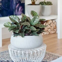 Eileen Plant Bowl - Ridged Cement 10 Eileen Plant Bowl - Ridged Cement -Indoor Plant Store Eileen Plant Bowl Ridged Cement Calathea Sanderiana