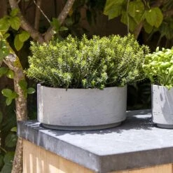 Eli Plant Bowl - Grey Washed -Indoor Plant Store Eli Plant Bowl Grey Washed Rosemary