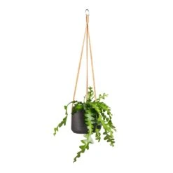Patt Hanging Plant Pot - Black Washed 26 Patt Hanging Plant Pot - Black Washed -Indoor Plant Store Epiphyllum anguliger Fishbone Cactus 12x20cm Patt Hanging Plant Pot Black Washed 17x14cm 92f31cb7 3a0e 4b4f 8cb1 3abb2a543fe2
