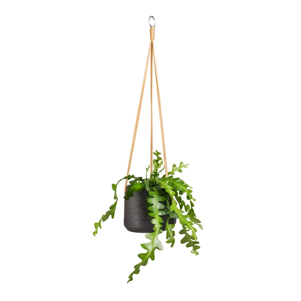 Patt Hanging Plant Pot - Black Washed 12 Patt Hanging Plant Pot - Black Washed - Image 12
