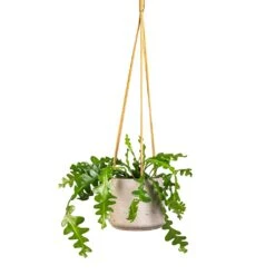 Patt Hanging Plant Pot - Grey Washed -Indoor Plant Store Epiphyllum anguliger Fishbone Cactus 12x20cm Patt Hanging Plant Pot Grey Washed 17x14cm e60b5487 9bf5 4f5e 9375 152c1e58686d