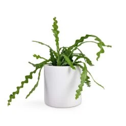 Puk Essentials Planter - Matt White -Indoor Plant Store Epiphyllum anguliger Fishbone Cactus 12x20cm Puk Planter Matt White 15x15cm 85b595d9 064c 4118 84f4 45cc7d5938fb