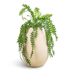 Polystone Coated Plain Balloon Planter - Natural -Indoor Plant Store Epiphyllum anguliger Fishbone Cactus 25x50cm Polystone Coated Plain Balloon Planter Natural 52x68cm