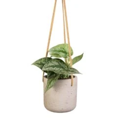Charlie Hanging Plant Pot - Grey Washed -Indoor Plant Store Epipremnum Trebie Satin Pothos Trebie 12x15cm Charlie Hanging Plant Pot Grey Washed 15x15cm