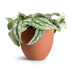 Coral Refined Planter - Canyon Orange -Indoor Plant Store Epipremnum Trebie Satin Pothos Trebie 20x45cm Coral Refined Planter Canyon Orange 25x21cm 12f8a464 307f 47dd 83e8 e1f0120dbacc