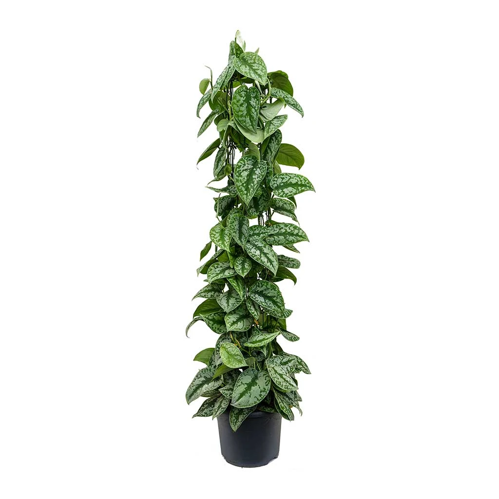 Epipremnum Trebie - Satin Pothos Trebie - Column 1 Epipremnum Trebie - Satin Pothos Trebie - Column