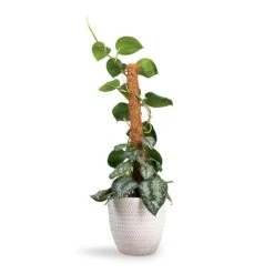 Angle Couple Plant Pot - White -Indoor Plant Store Epipremnum Trebie Satin Pothos Trebie Moss Pole 19x80cm Angle Couple Plant Pot White 24x23cm