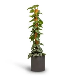 Max Refined Planter - Volcano Black -Indoor Plant Store Epipremnum Trebie Satin Pothos Trebie Moss Pole 24x120cm Pot Max Refined Planter Volcano Black 29x29.5cm 4