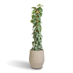 Humus Plant Pot - Concrete 7 Humus Plant Pot - Concrete -Indoor Plant Store Epipremnum Trebie Satin Pothos Trebie Moss Pole 27x160cm Humus Plant Pot Concrete 37x42.5cm 86418696 434b 4f12 b4bd d1db9ee20e16