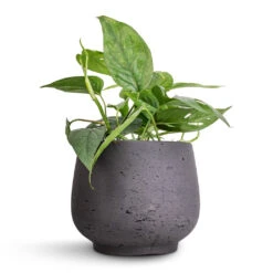 Mini Pixie Plant Pot - Black Washed -Indoor Plant Store Epipremnum aureum Cebu Blue Pothos 12x20cm Mini Pixie Plant Pot Black Washed 18x15cm 57dfbb55 787a 4617 8680 232da174dcce