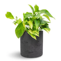 Puk Plant Pot - Black Washed -Indoor Plant Store Epipremnum aureum Golden Pothos 12x25cm Puk Plant Pot Black Washed 15x15cm