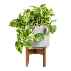 Vigo Plant Pot With Wooden Stand - Concrete Grey 15 Vigo Plant Pot With Wooden Stand - Concrete Grey -Indoor Plant Store Epipremnum aureum Golden Pothos 20x40cm Vigo Plant Pot with Wooden Stand Concrete Grey 24x33cm