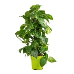 Epipremnum Aureum - Golden Pothos - Moss Pole 15 Epipremnum Aureum - Golden Pothos - Moss Pole -Indoor Plant Store Epipremnum aureum Golden Pothos Moss Pole 17x60cm