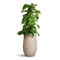 Epipremnum Aureum - Golden Pothos - Moss Pole 24 Epipremnum Aureum - Golden Pothos - Moss Pole -Indoor Plant Store Epipremnum aureum Golden Pothos Moss Pole 17x60cm Dune Partner Planter Oat 25x40cm