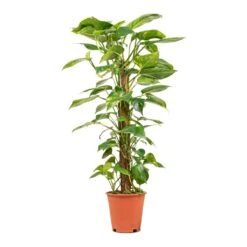 Epipremnum Aureum - Golden Pothos - Moss Pole 22 Epipremnum Aureum - Golden Pothos - Moss Pole -Indoor Plant Store Epipremnum aureum Golden Pothos Moss Pole 19x90cm