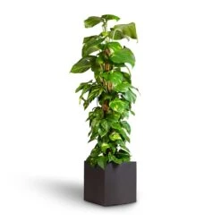 Epipremnum Aureum - Golden Pothos - Moss Pole 19 Epipremnum Aureum - Golden Pothos - Moss Pole -Indoor Plant Store Epipremnum aureum Golden Pothos Moss Pole 24x120cm Grigio Cube Planter Rusty Iron Concrete 30x30x30cm