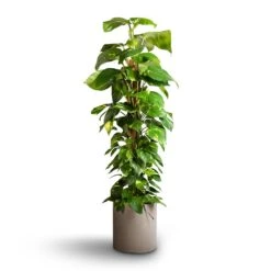 Max Refined Planter - Clouded Grey -Indoor Plant Store Epipremnum aureum Golden Pothos Moss Pole 24x120cm Max Refined Planter Clouded Grey 29x29.5cm f21335a2 694a 468c 996a db45501a5296