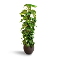 Epipremnum Aureum - Golden Pothos - Moss Pole 17 Epipremnum Aureum - Golden Pothos - Moss Pole -Indoor Plant Store Epipremnum aureum Golden Pothos Moss Pole 24x120cm Mini Orb Kevan Plant Pot Ash Brown 32x28cm 8a081cd4 c511 43b3 847a 3250e8bc3c6f