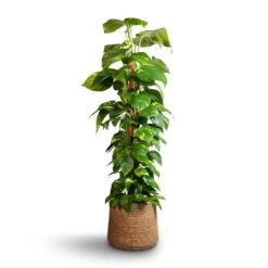Epipremnum Aureum - Golden Pothos - Moss Pole 16 Epipremnum Aureum - Golden Pothos - Moss Pole -Indoor Plant Store Epipremnum aureum Golden Pothos Moss Pole 24x120cm Patt Plant Pot Straw Grass 35x30cm