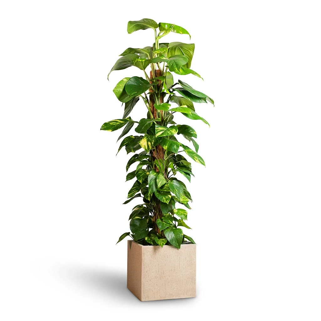 Epipremnum Aureum - Golden Pothos - Moss Pole 1 Epipremnum Aureum - Golden Pothos - Moss Pole
