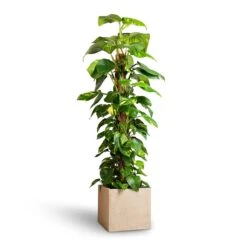 Raindrop Cube Planter - Stone -Indoor Plant Store Epipremnum aureum Golden Pothos Moss Pole 24x120cm Raindrop Cube Planter Stone 30x30x27cm 25ab2f0c 2121 4b5a b2ea c3e4d4028914