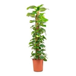 Epipremnum Aureum - Golden Pothos - Moss Pole 20 Epipremnum Aureum - Golden Pothos - Moss Pole -Indoor Plant Store Epipremnum aureum Golden Pothos Moss Pole 24x130cm