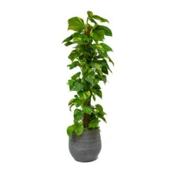 Epipremnum Aureum - Golden Pothos - Moss Pole 21 Epipremnum Aureum - Golden Pothos - Moss Pole -Indoor Plant Store Epipremnum aureum Golden Pothos Moss Pole Esra Mystic Grey Plant Pot 49949b81 8fe8 40a0 afa3 81d7ac525982
