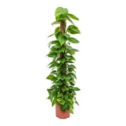 Epipremnum Aureum - Golden Pothos - Moss Pole 18 Epipremnum Aureum - Golden Pothos - Moss Pole -Indoor Plant Store Epipremnum aureum Golden Pothos Moss Pole Tall
