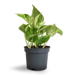 Epipremnum Aureum - Marble Queen Pothos 12 Epipremnum Aureum - Marble Queen Pothos -Indoor Plant Store Epipremnum aureum Marble Queen Pothos 12x20cm