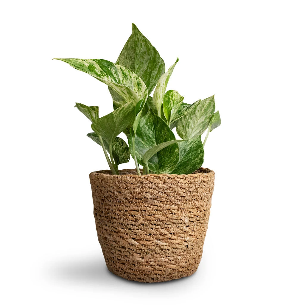 Epipremnum Aureum - Marble Queen Pothos 6 Epipremnum Aureum - Marble Queen Pothos - Image 6