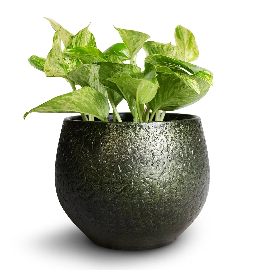 Epipremnum Aureum - Marble Queen Pothos 4 Epipremnum Aureum - Marble Queen Pothos - Image 4