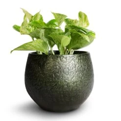 Noor Plant Pot - Velvet Green 30 Noor Plant Pot - Velvet Green -Indoor Plant Store Epipremnum aureum Marble Queen Pothos 12x20cm Noor Plant Pot Velvet Green 16x13cm 6804906c b361 4243 a6f2 9afa9235fe65