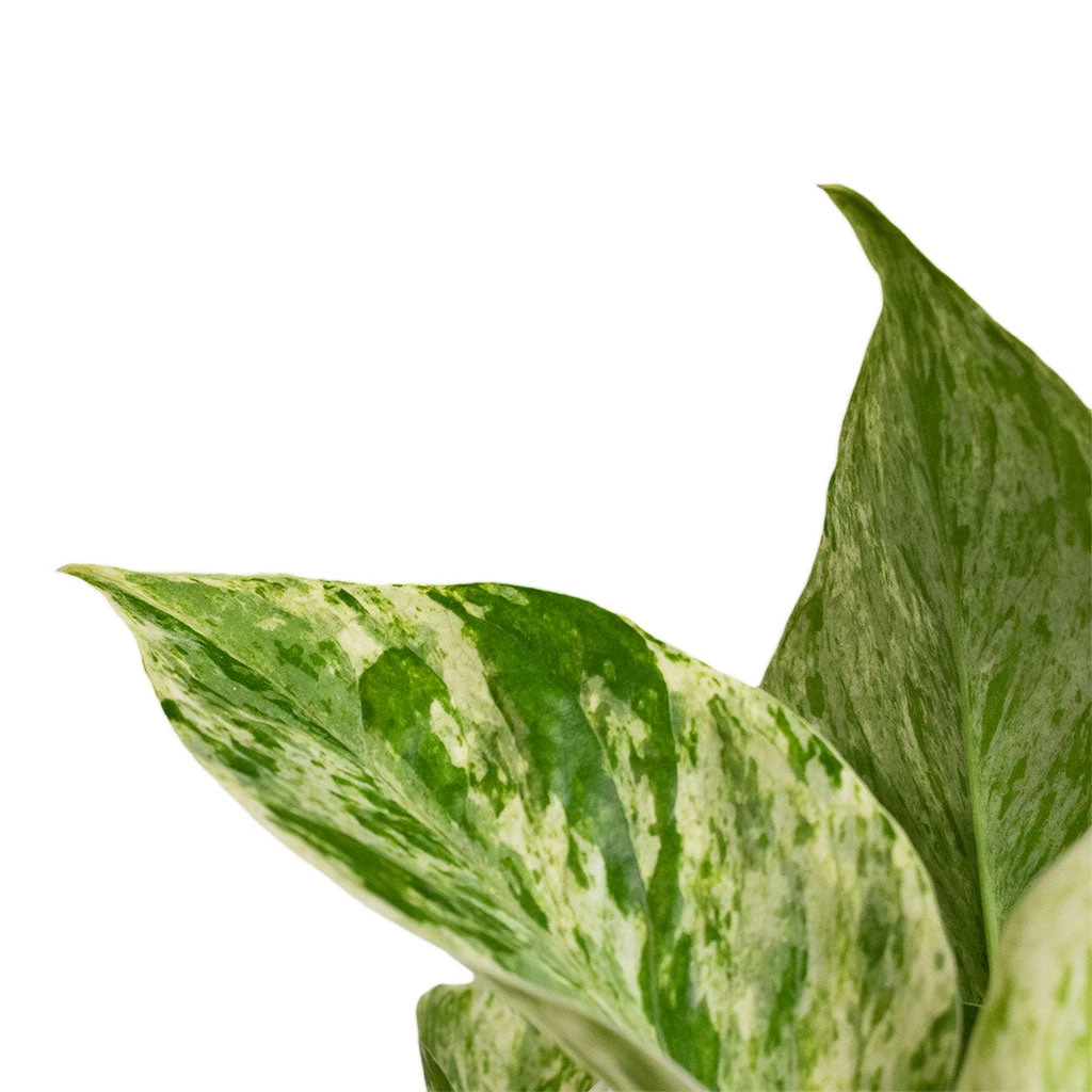 Epipremnum Aureum - Marble Queen Pothos 3 Epipremnum Aureum - Marble Queen Pothos - Image 3