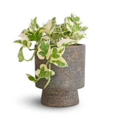 Aily Plant Pot - Earth Cement -Indoor Plant Store Epipremnum aureum NJoy Pothos 12x15cm Aily Plant Pot Anthracite 17x20cm 5b9b2088 d61c 4526 adf5 9d9cefcac705