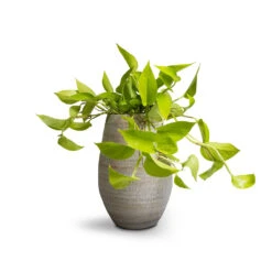 Noor Plant Vase - Metallic Grey -Indoor Plant Store Epipremnum aureum Neon Golden Neon Pothos 15x40cm Noor Plant Vase Metallic Grey 23x36cm