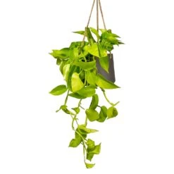 Patt Hanging Plant Pot - Black Washed 18 Patt Hanging Plant Pot - Black Washed -Indoor Plant Store Epipremnum aureum Neon Golden Neon Pothos Houseplant 15x40cm Plant Pot Patt Hanging Black Wash 20x17cm a1e5f424 ea21 4341 8cef 8cd7fe3fa8f5