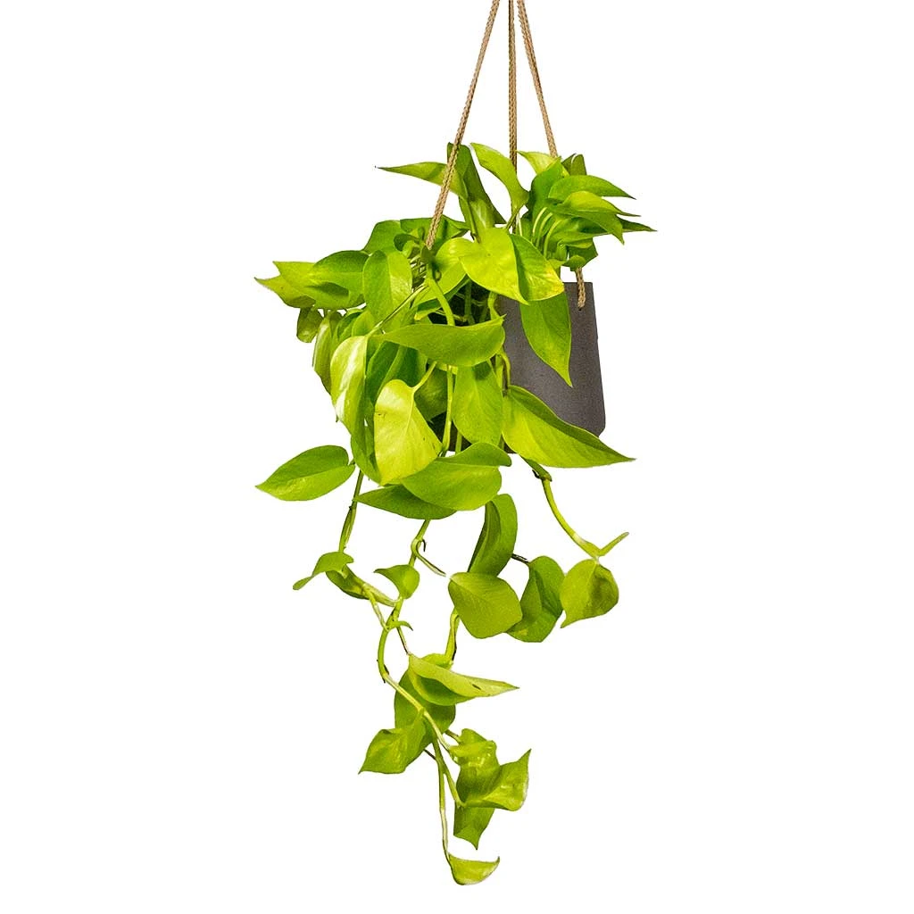 Patt Hanging Plant Pot - Black Washed 4 Patt Hanging Plant Pot - Black Washed - Image 4